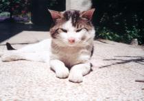 Matilda Cerge's cat Kica