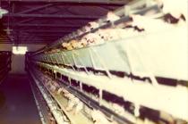 Güler Orgun's poultry farm in Polonezköy
